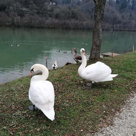 Maison d'hôtes Ribiski Dom