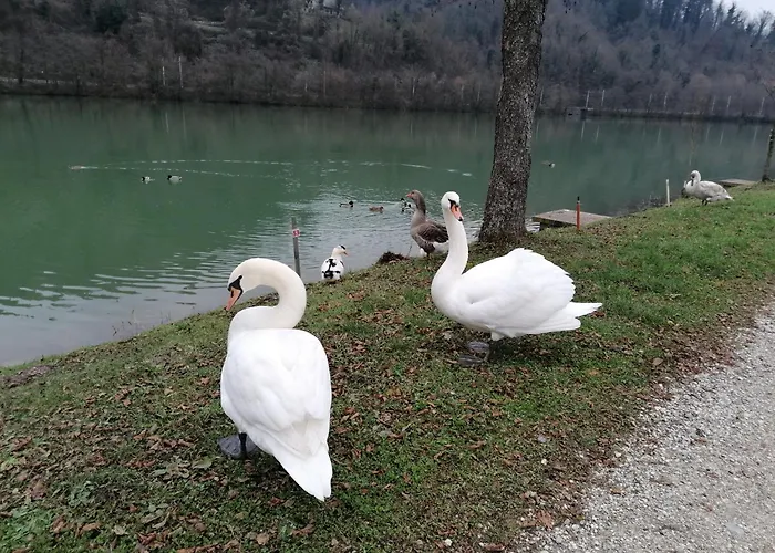 Hiša za goste Ribiski Dom